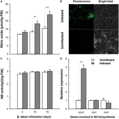 Nitric Oxide Boosts Bemisia tabaci Performance Through the Suppression of Jasmonic Acid Signaling Pathway in Tobacco Plants